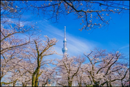 隅田公園と桜の画像