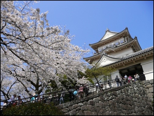 小田原城と桜の画像