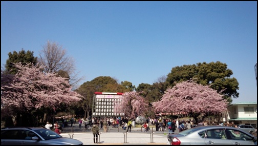 上野公園の桜の画像