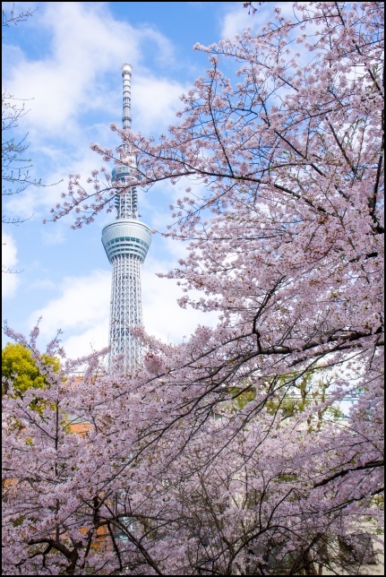 隅田公園の桜の画像