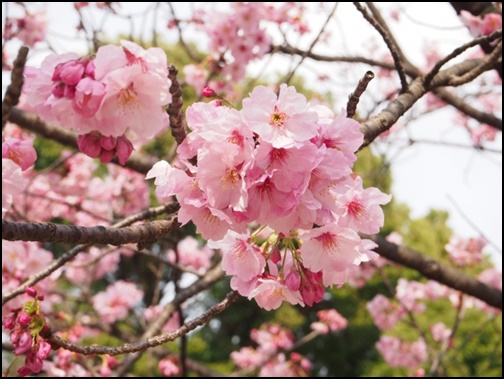 上野公園の桜の画像