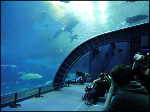 沖縄美ら海水族館の画像