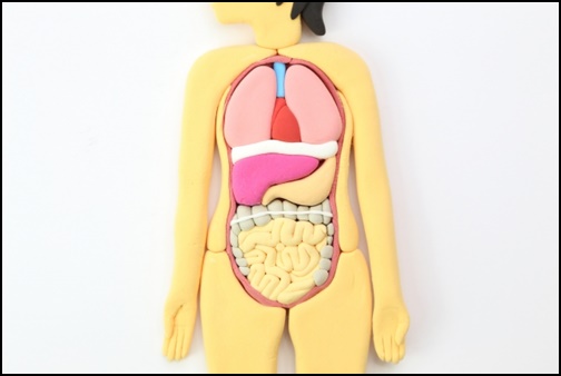 腸の画像