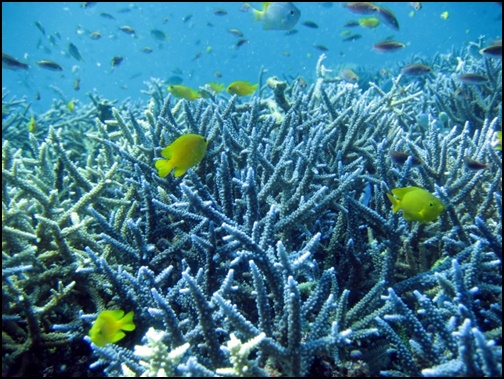 珊瑚と魚の画像