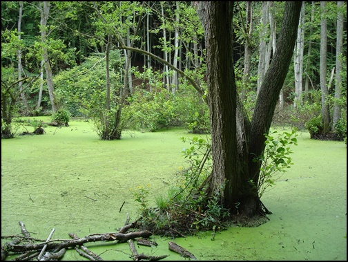 沼湿原の画像