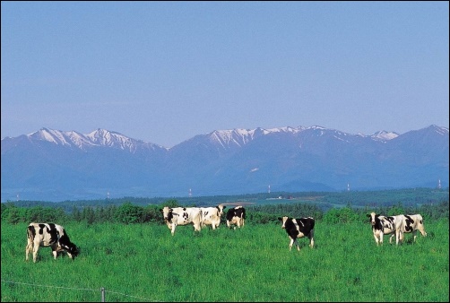 北海道の牧場の画像