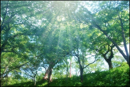 森林の中に降り注ぐ陽射しの画像