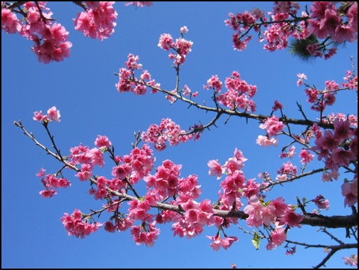 沖縄の桜の画像