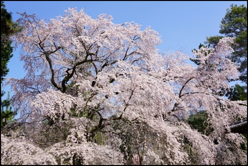 醍醐寺の桜の画像