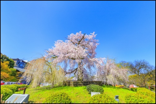 高台寺の桜の画像
