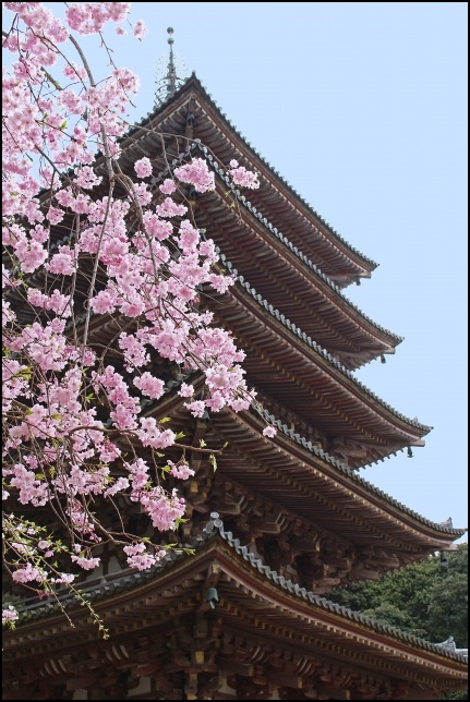 五重塔と桜の画像