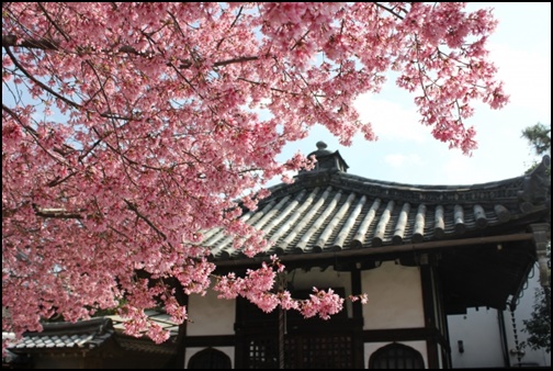 長徳寺のオカメ桜の画像