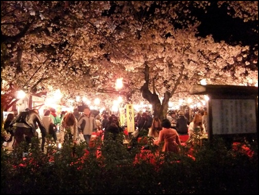 京都円山公園の夜桜画像