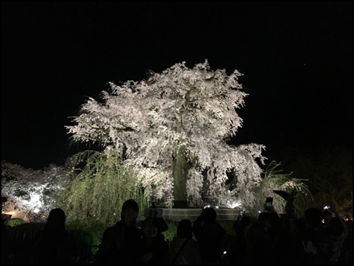 京都円山公園の夜桜の画像
