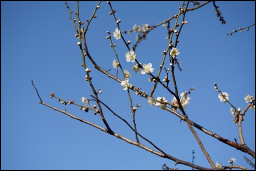 3月の梅の画像