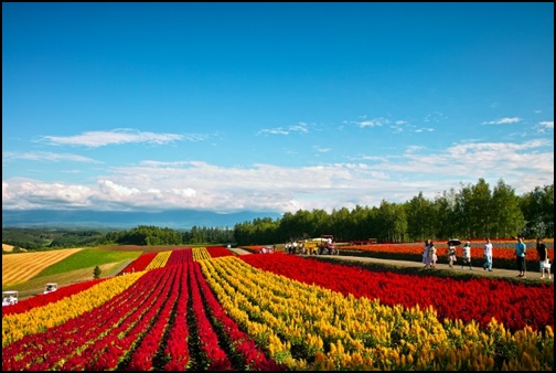 北海道の花畑の画像