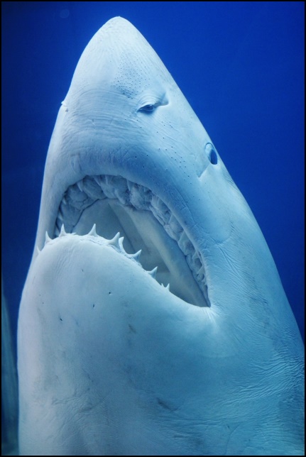サメの画像