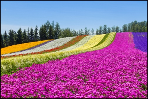 北海道の花畑の画像