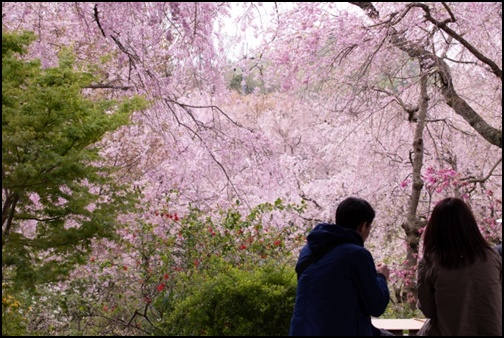 御室桜の画像