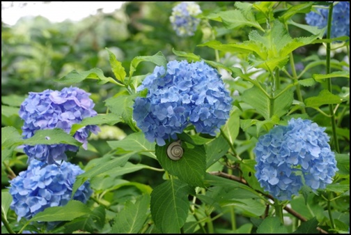 青い紫陽花とカタツムリの画像