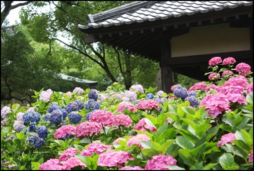 藤森神社の紫陽花の画像
