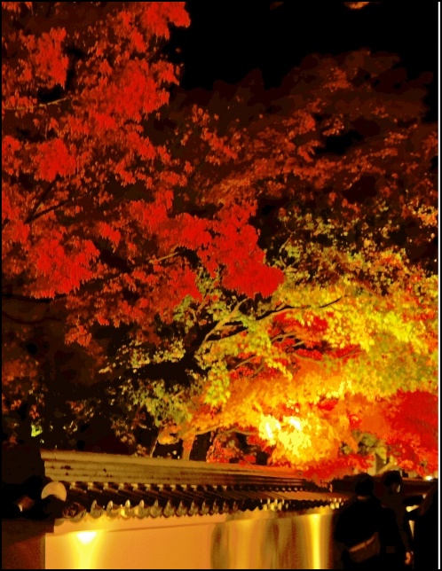 永観堂のライトアップされた紅葉画像