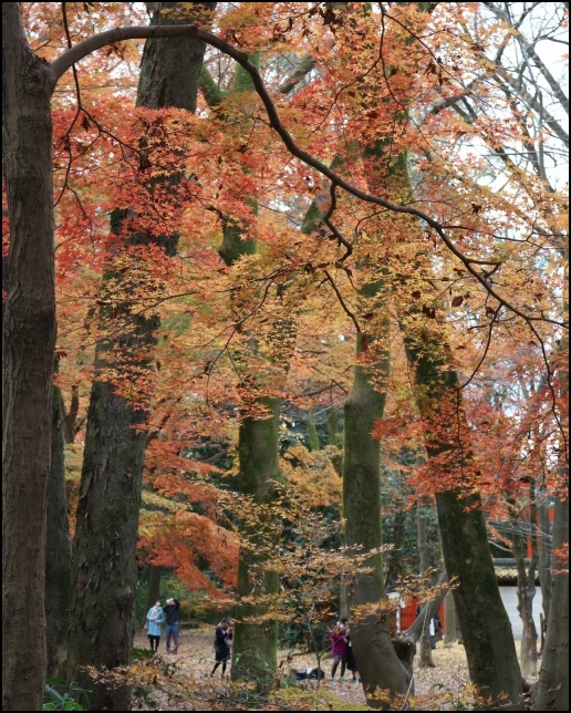 下鴨神社の紅葉画像